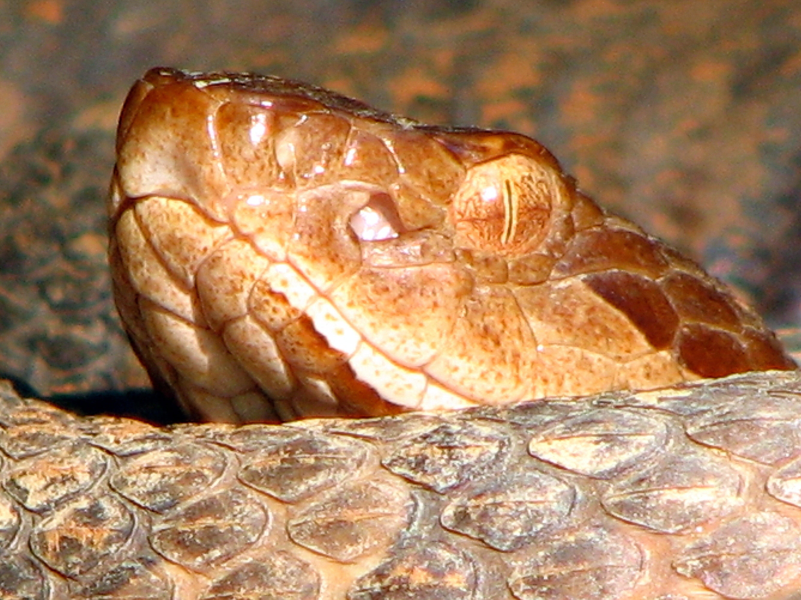 "Northern copperhead"