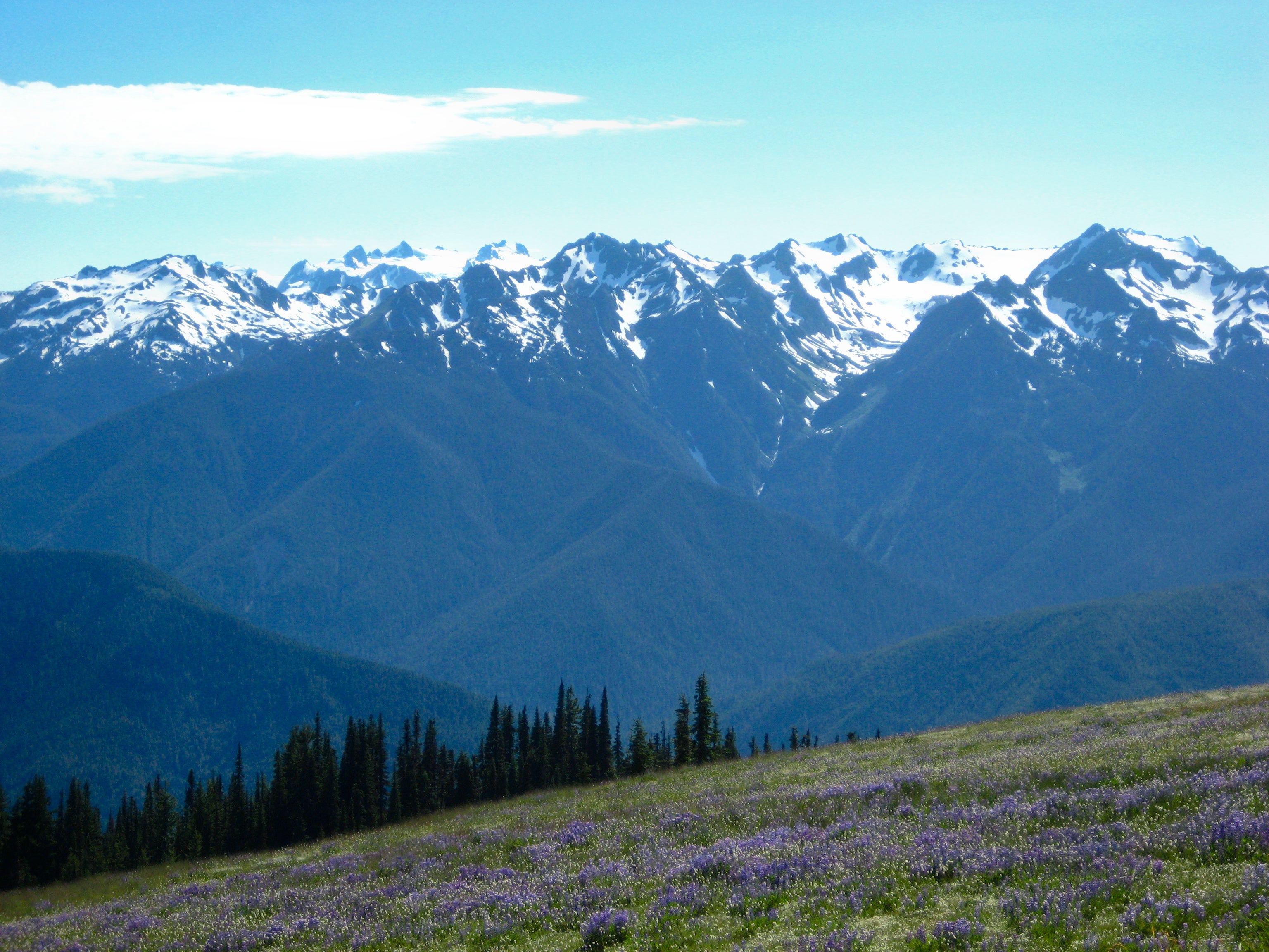 "View from Hurricane Ridge"
