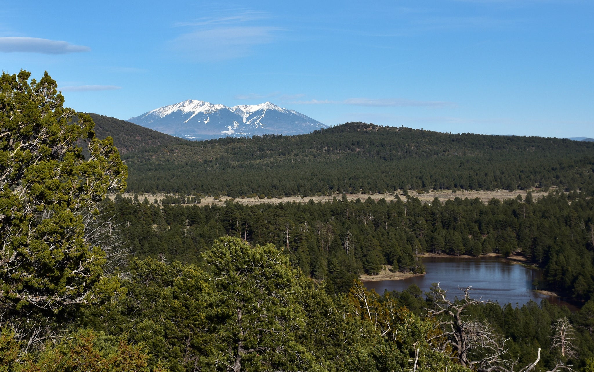 "View of Kaibab National Forest."