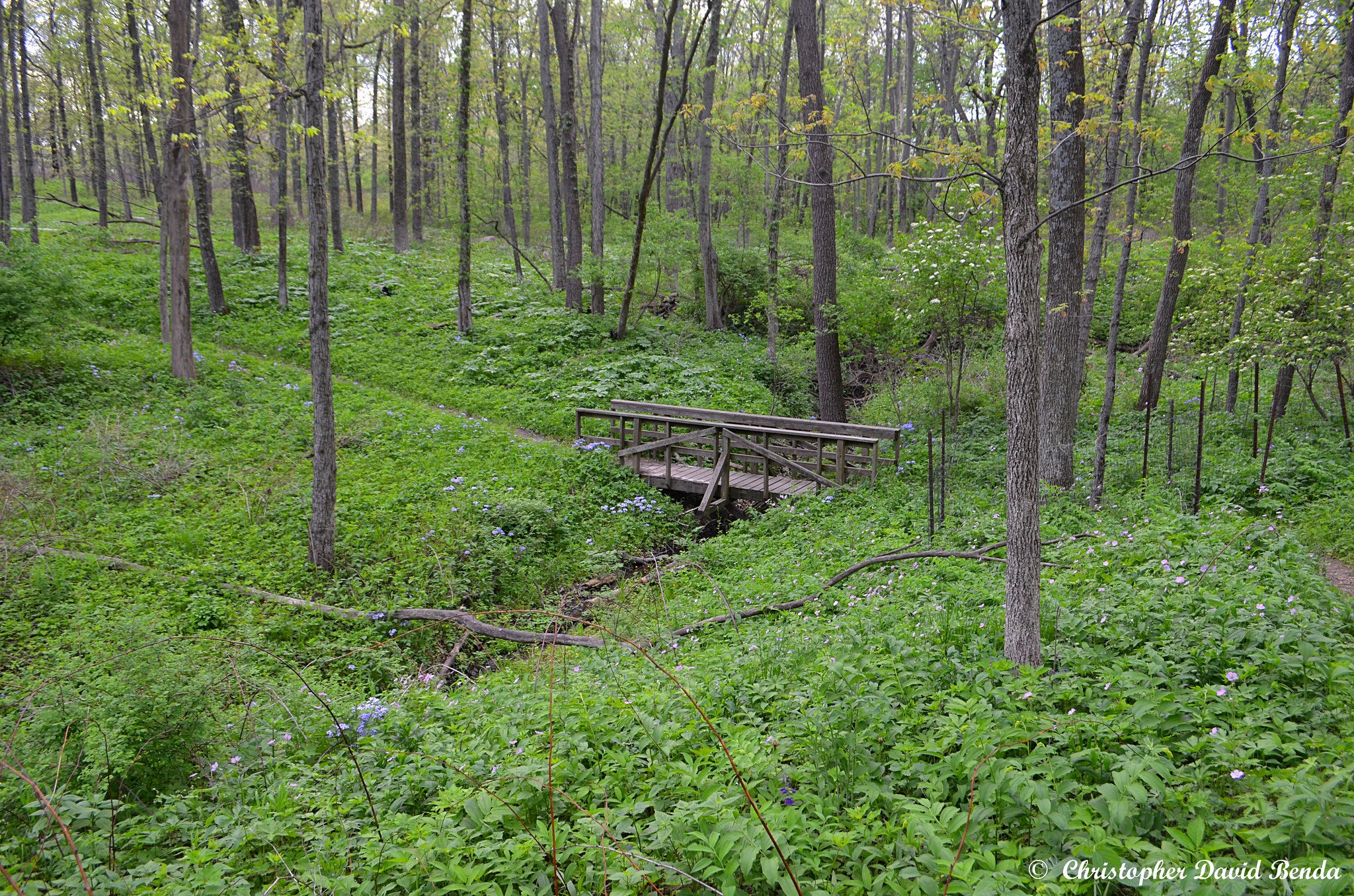 "Merwin Nature Preserve"