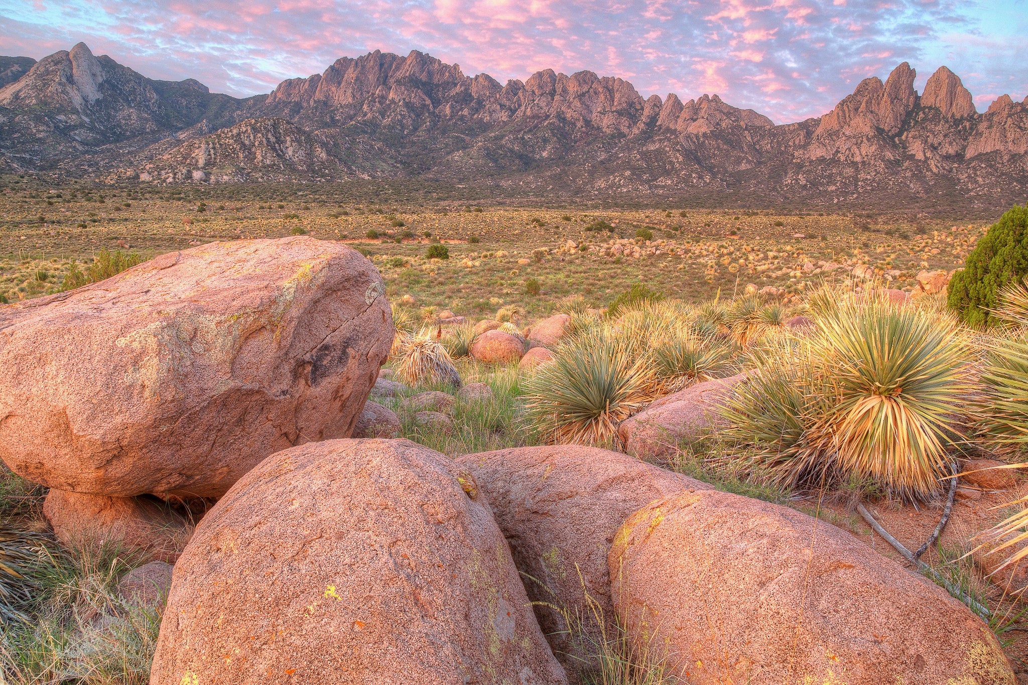 "organ mountains"