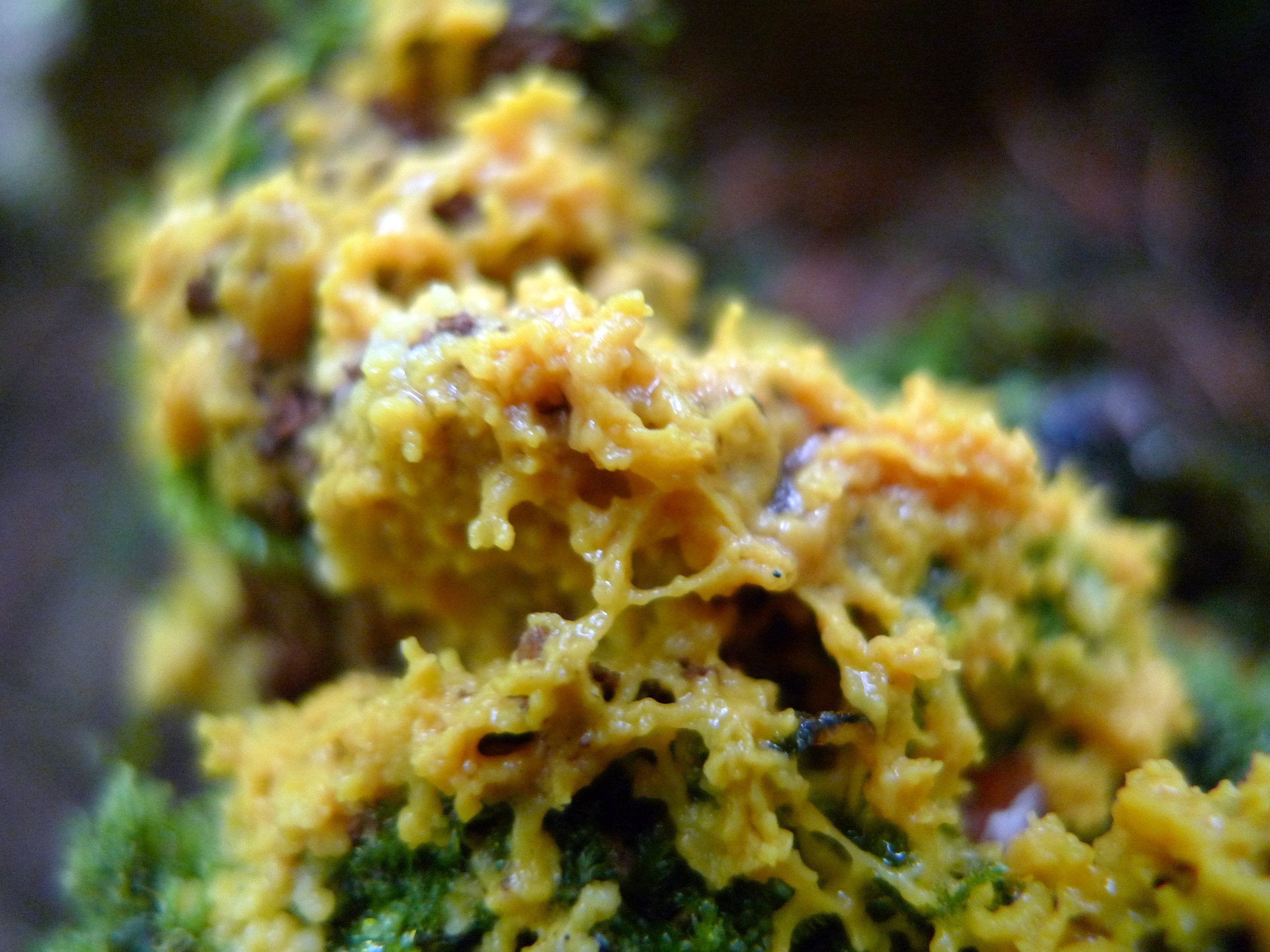 "close-up of slime mold"