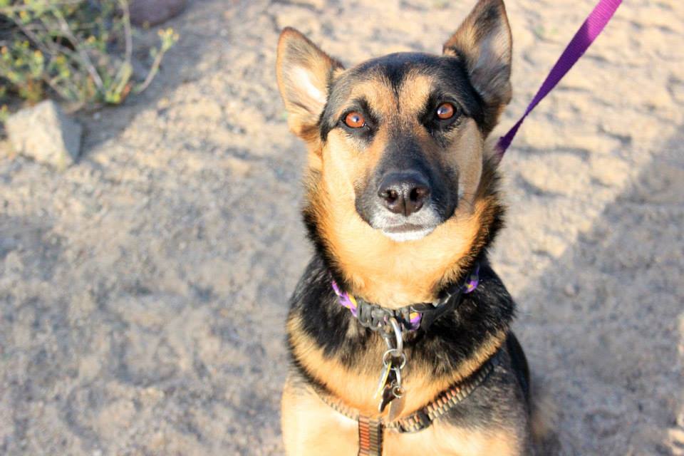 "dog with paracord collar"