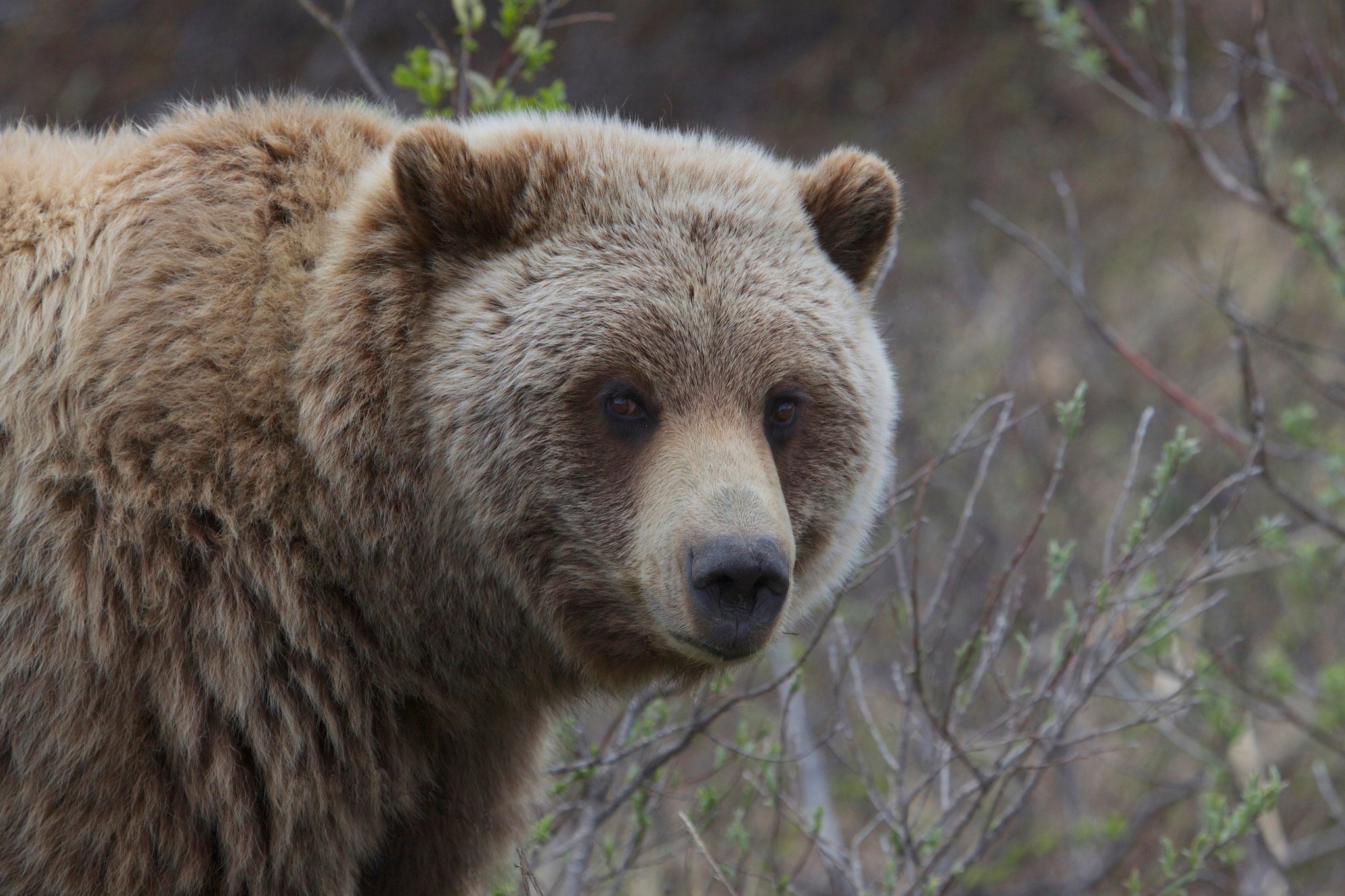 9 Bear Safety Tips From A Bear Biologist
