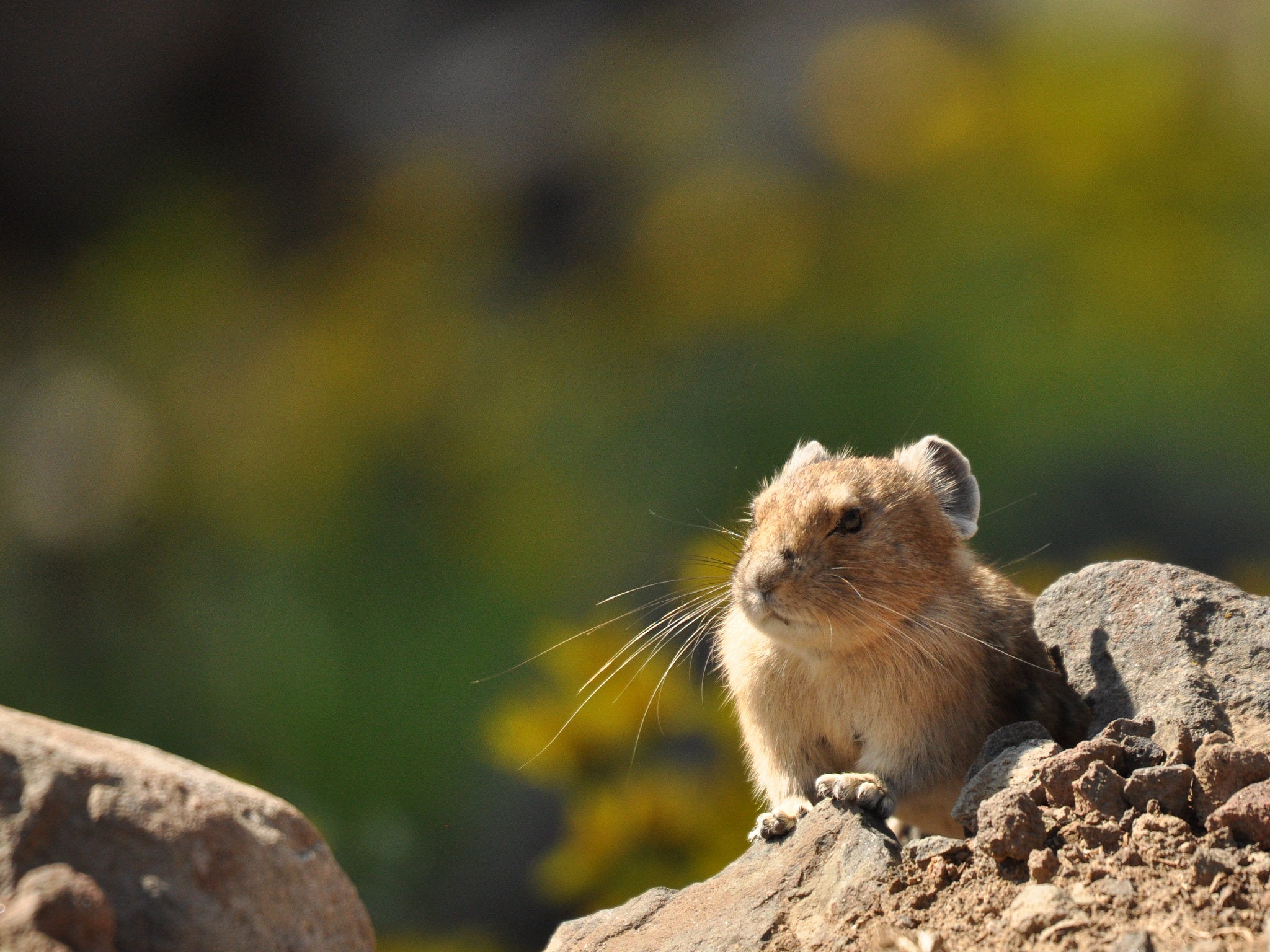"American pika"