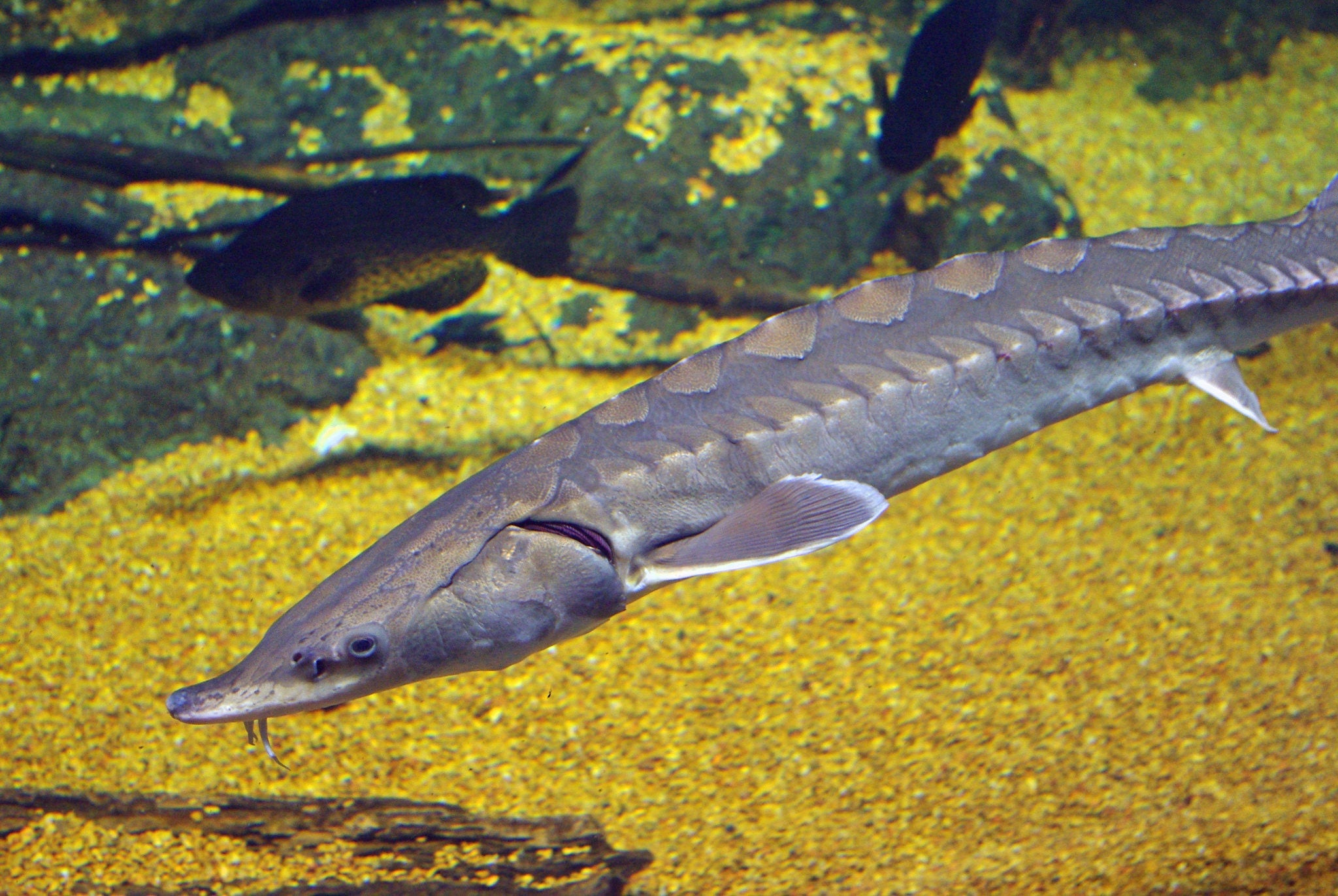 "Atlantic sturgeon"