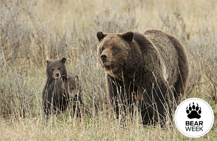 bear-myths-bear-week grizzly and cub