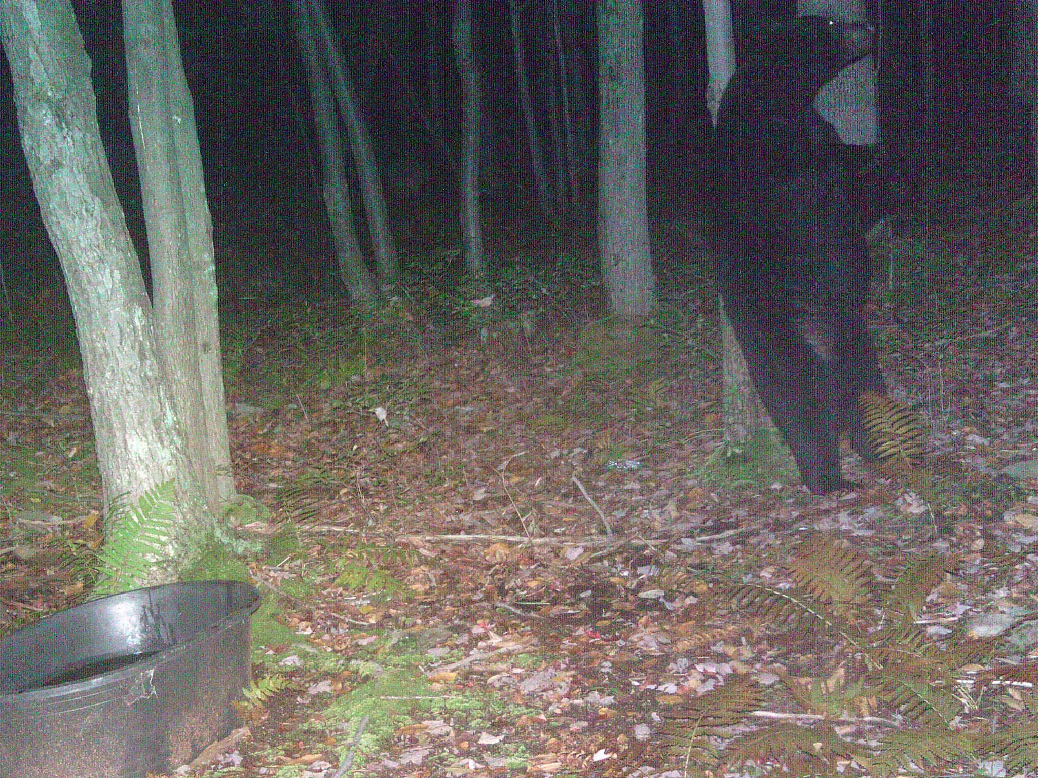 "Black bear itching"