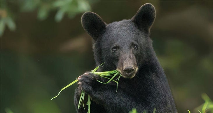 BP0316BEAR_pammcilhenny_750x400 black bear