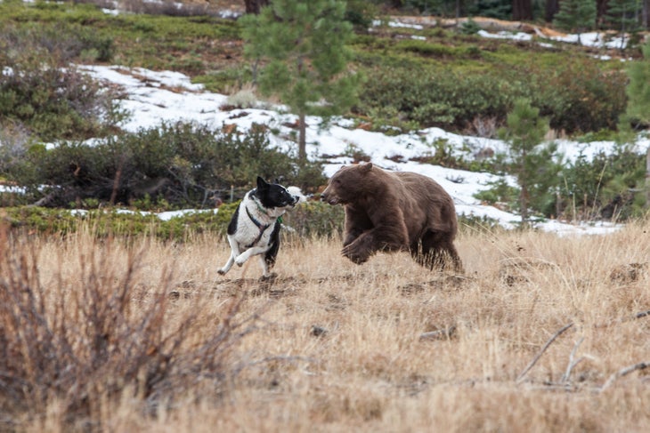 CreditJohnAxtel karelian bear dog