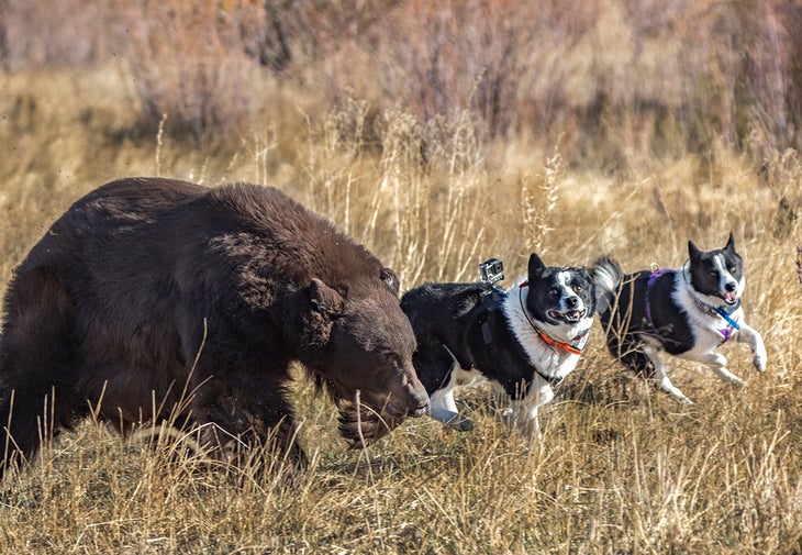 CreditJohnTHumphrey1 karelian bear dog