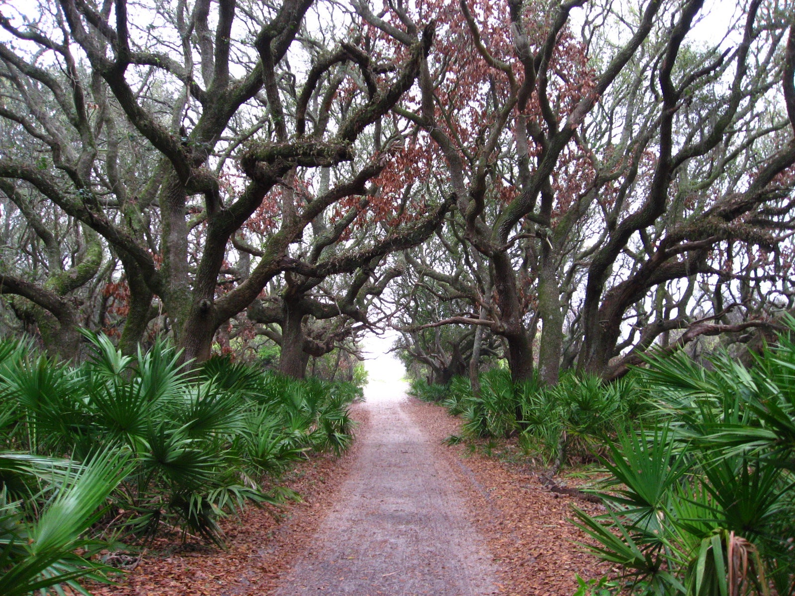 "Cumberland Island pathway"