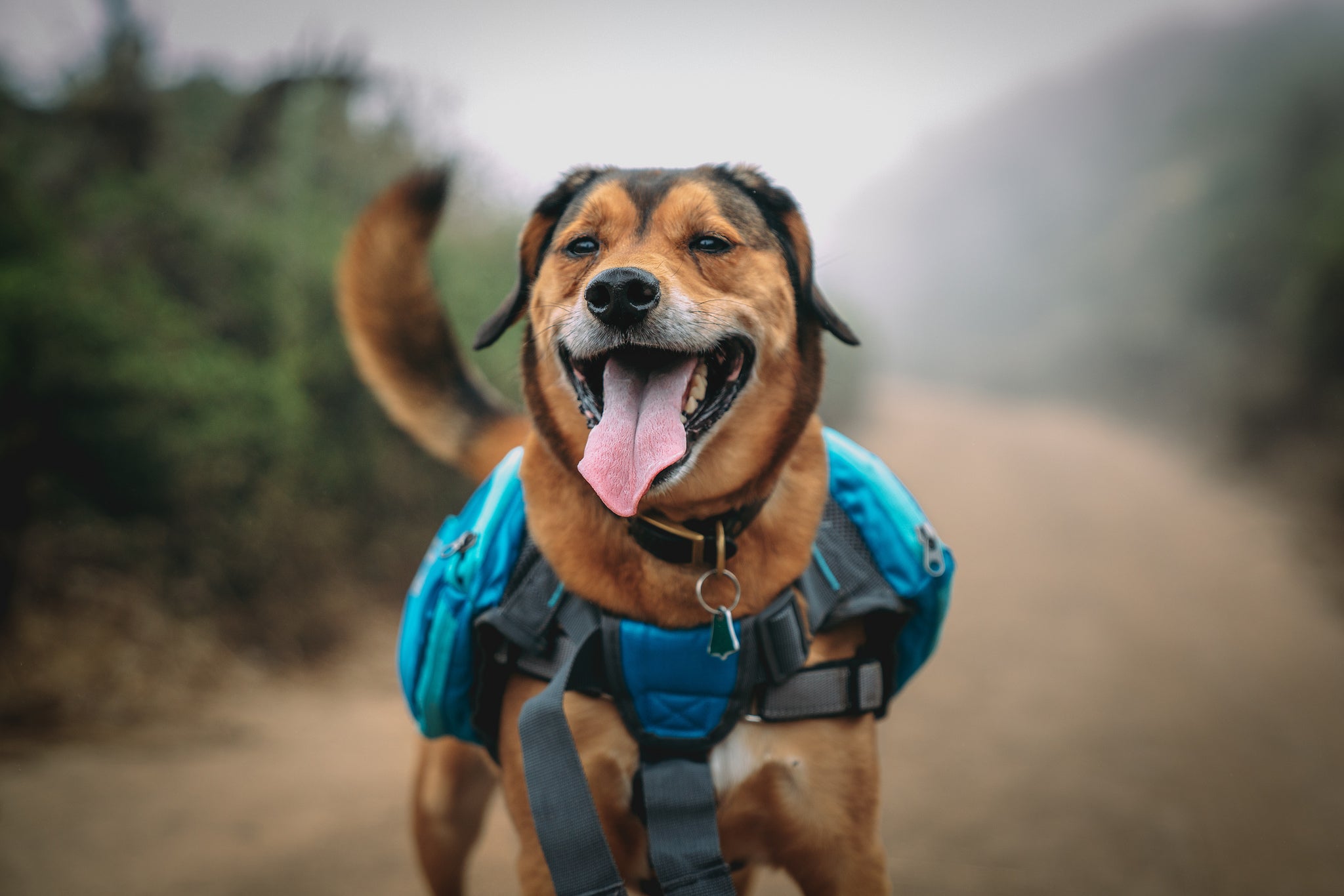 "hiking dog"