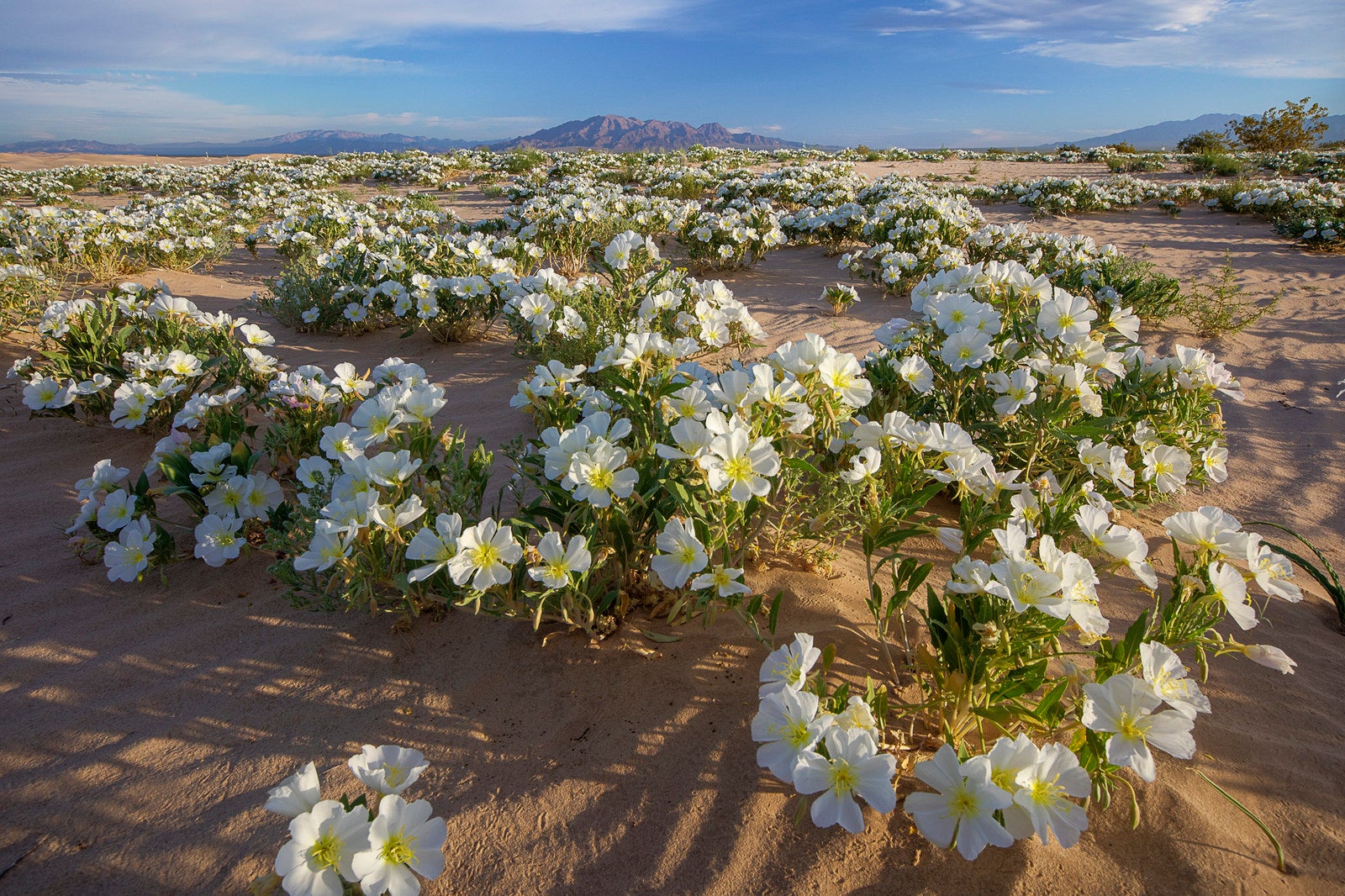 "Mojave Trails National Monument"