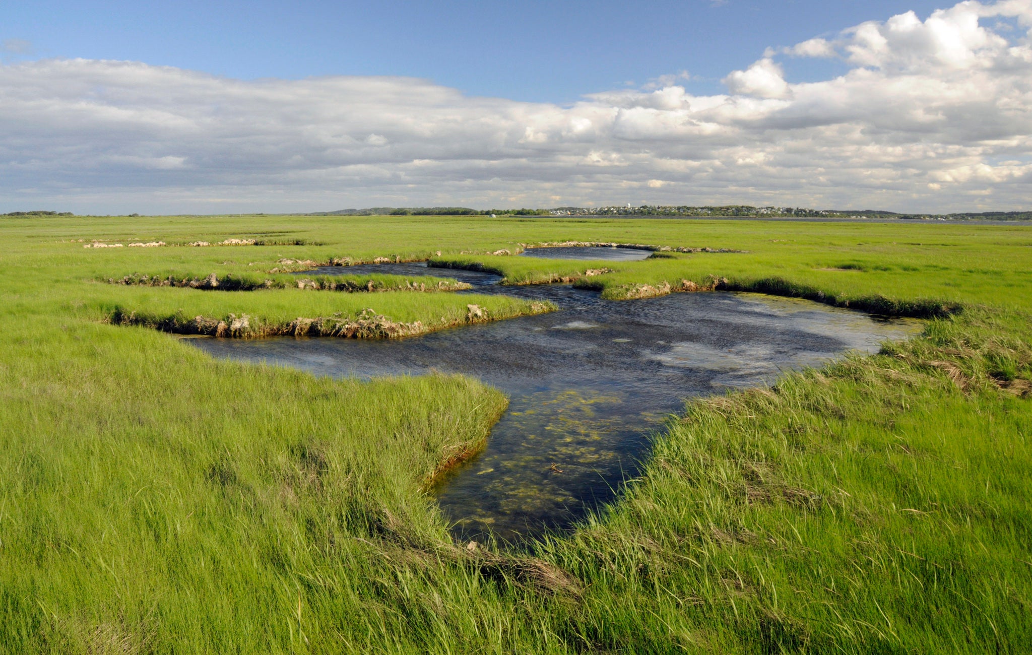 "Salt marsh in Massachusetts"