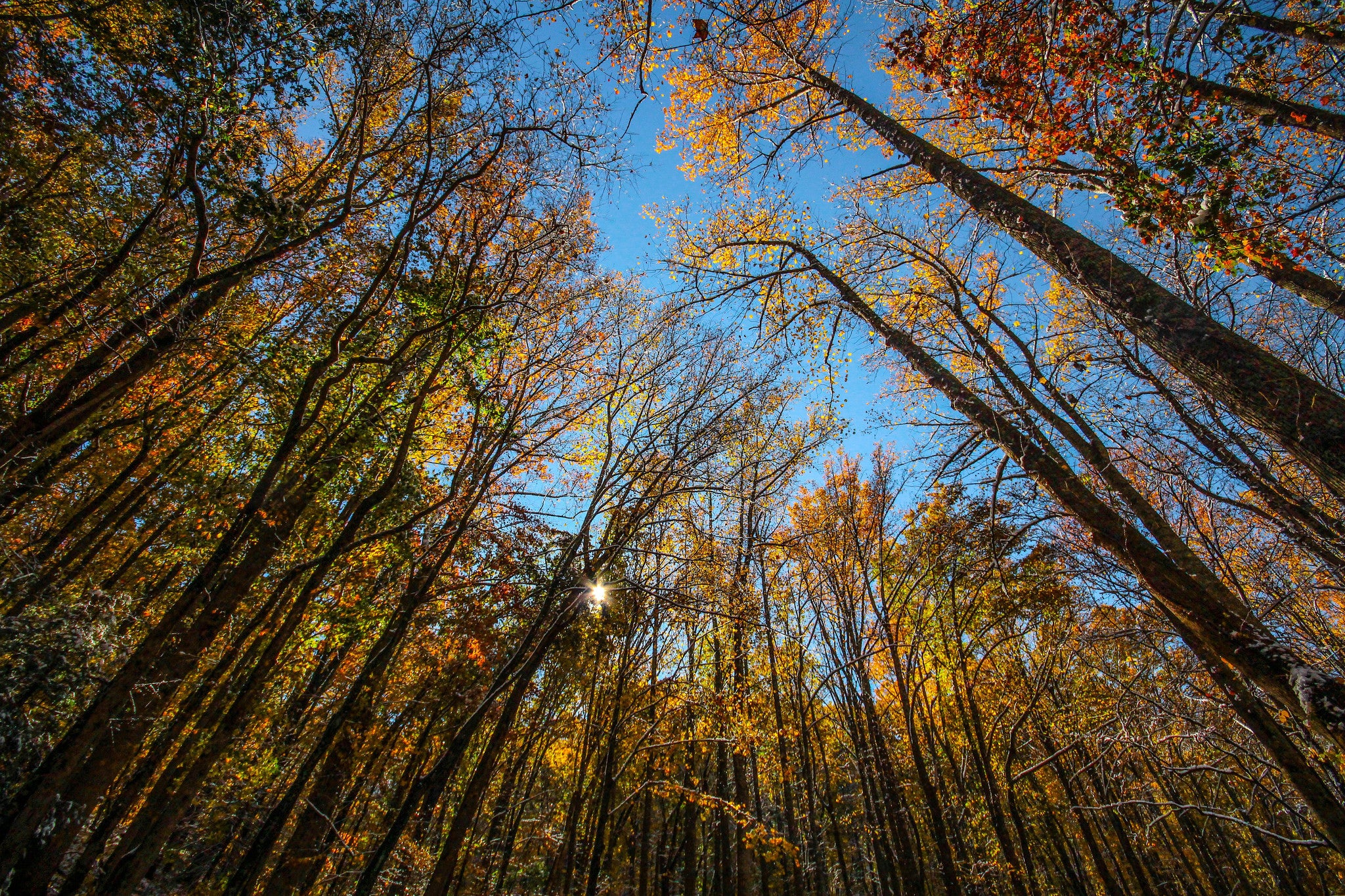 "great smoky trees"