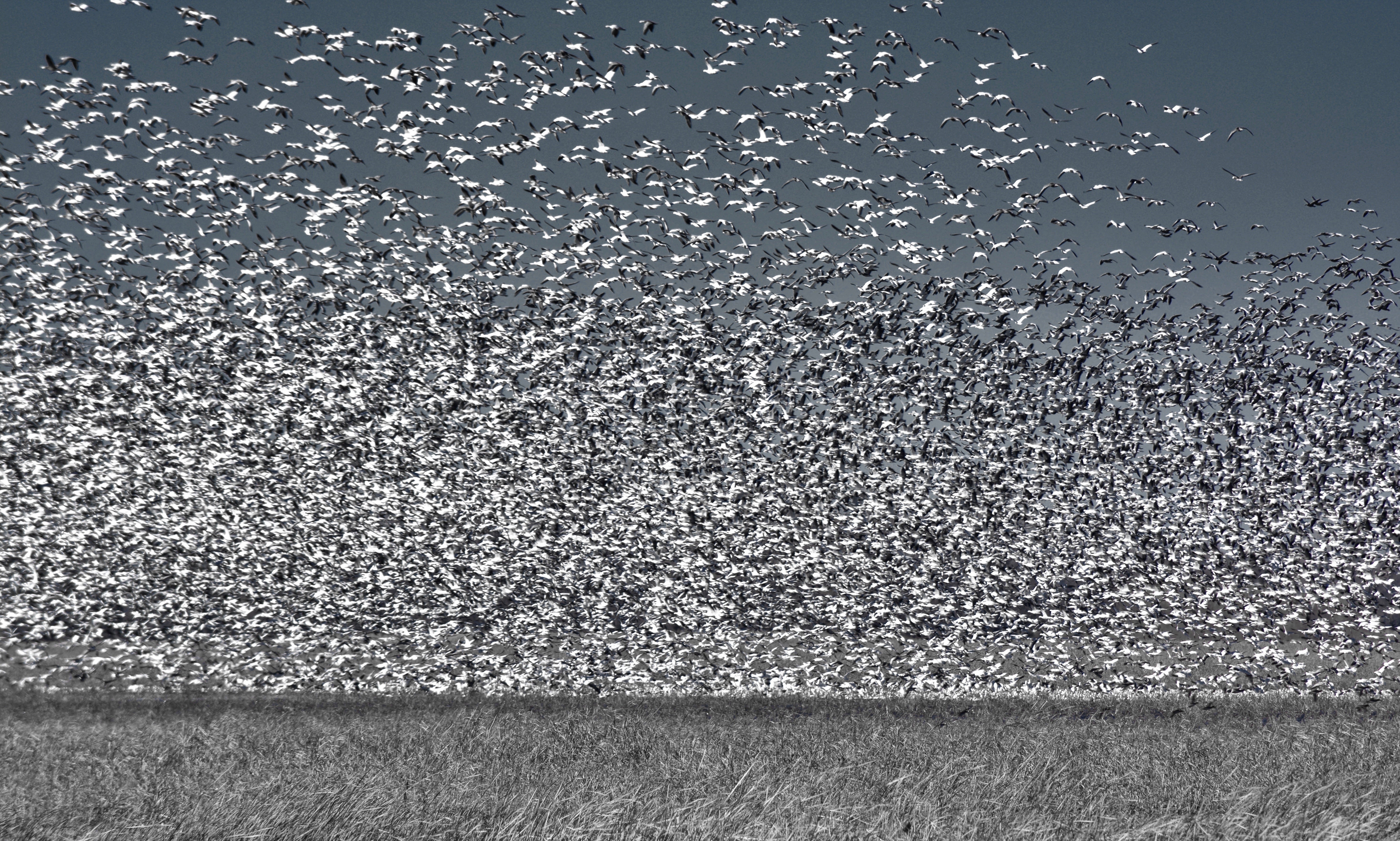 "Loess Bluffs National Wildlife Refuge, MO: 1.5-mile Loess Bluff Interpretive Trail. In 1935, FDR established this northwest Missouri refuge (formerly…"