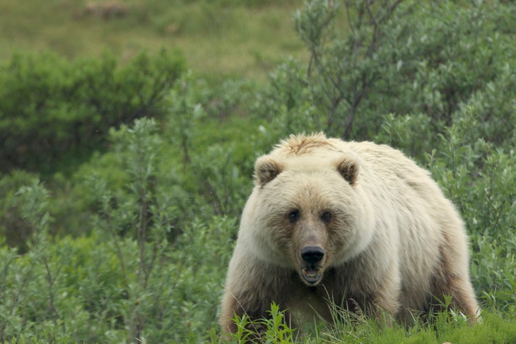 35522077081_0d1d095dc8_k blonde grizzly