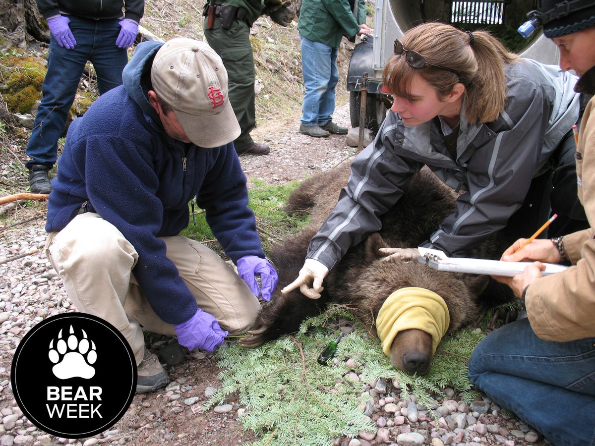 How to a Bear Biologist