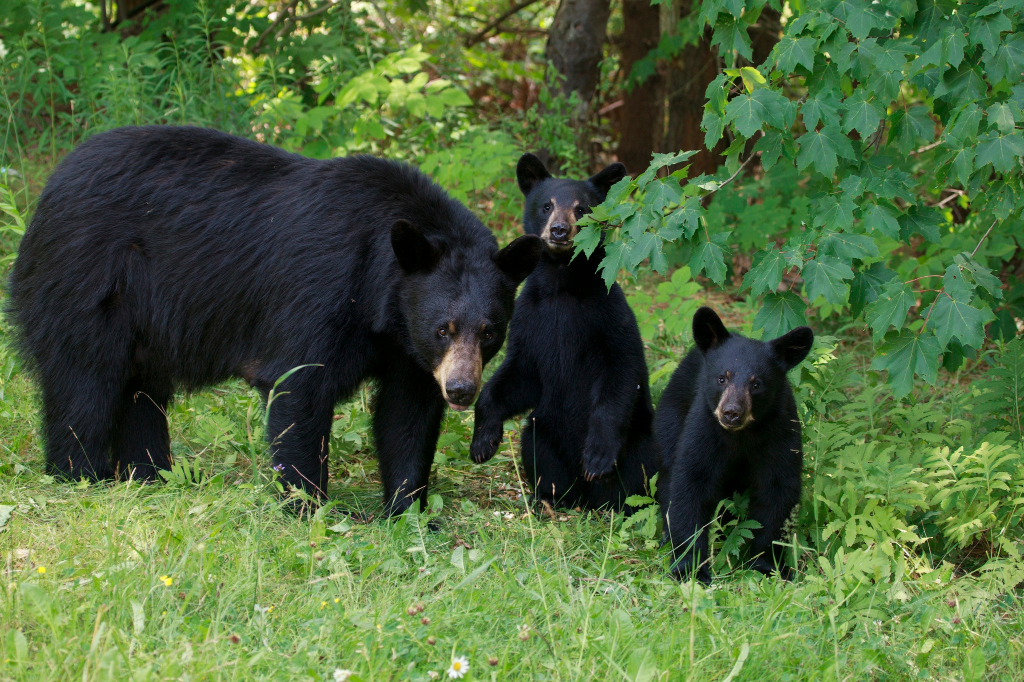 "Mama bear and cubs"