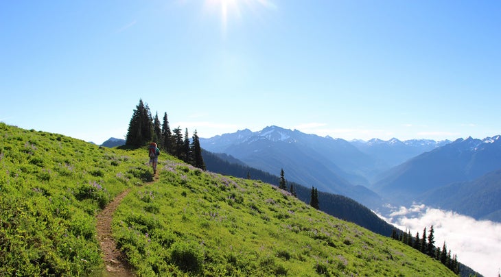 olympic bear Olympic National Park High Divide Trail