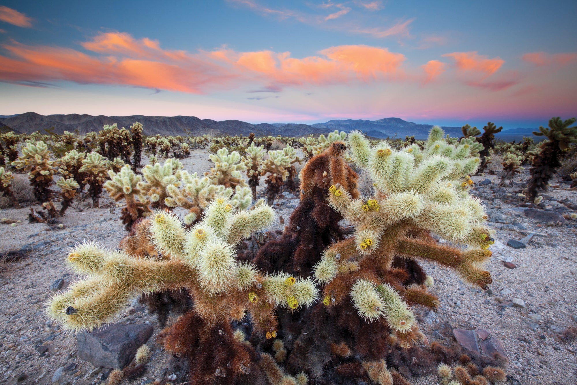 "joshua tree national park"