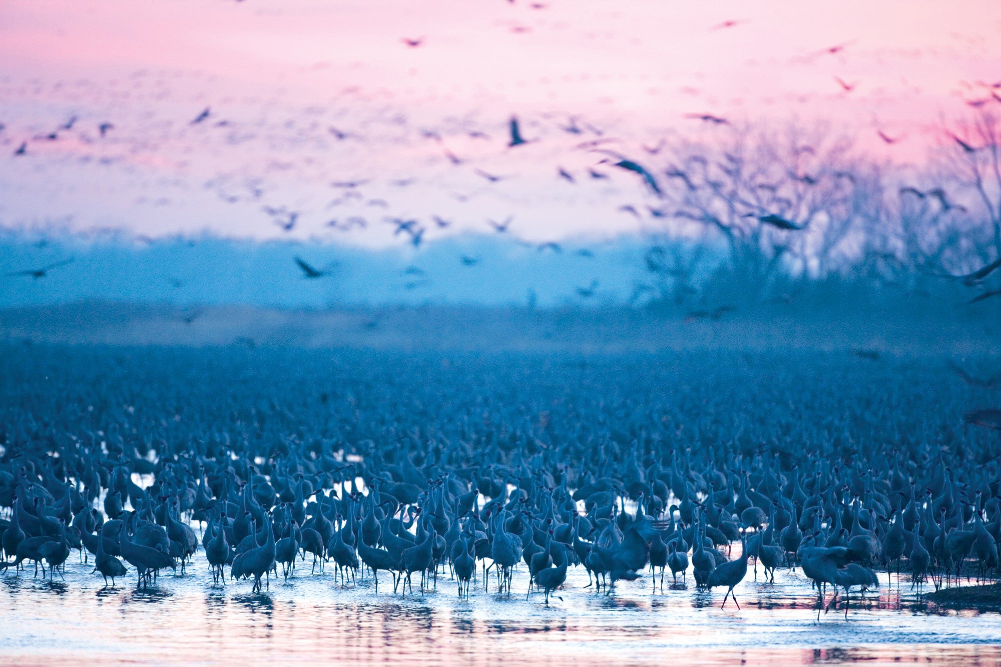 "Sandhill cranes in Nebraska"