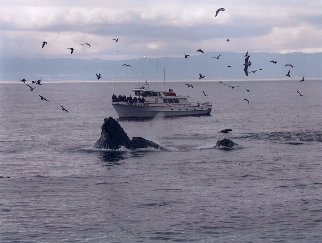 Huge Year for WhaleWatching in Bay Area