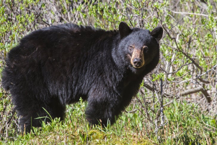black bear pic black bear