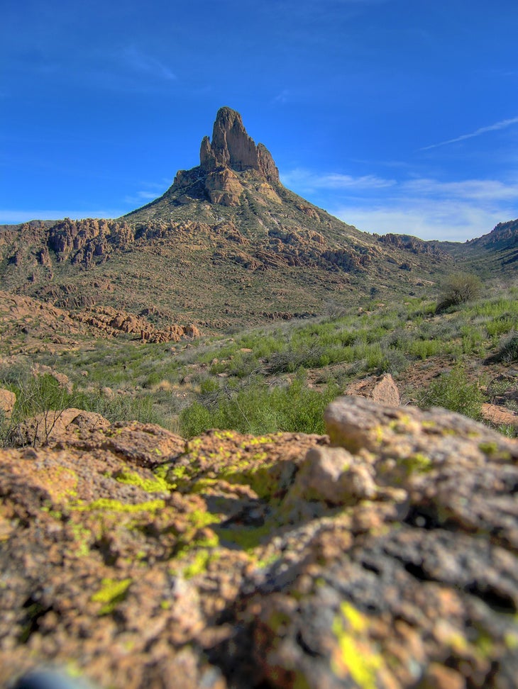 weavers needle None