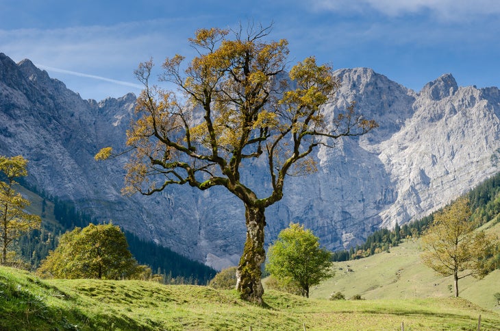 34998939921_882d48bce8_k Tree