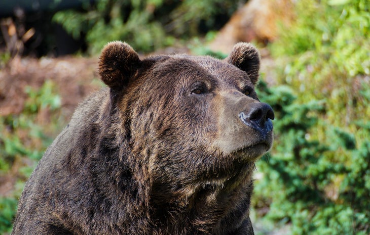 bearpic Grizzly Bear