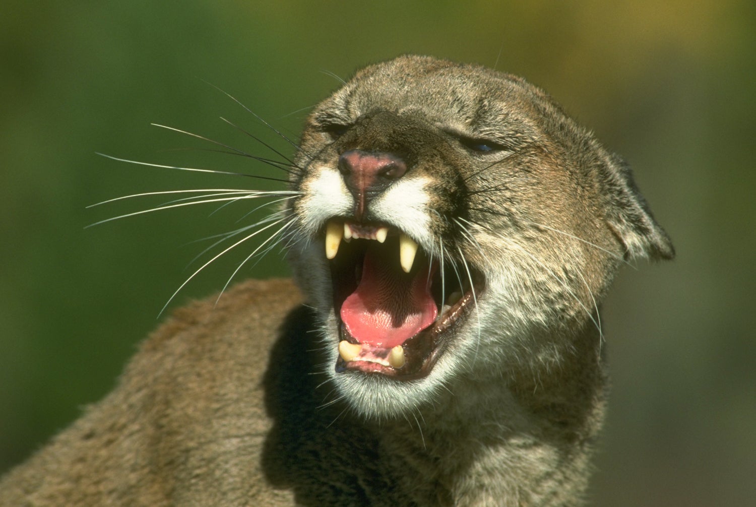 "Mountain lion baring teeth"