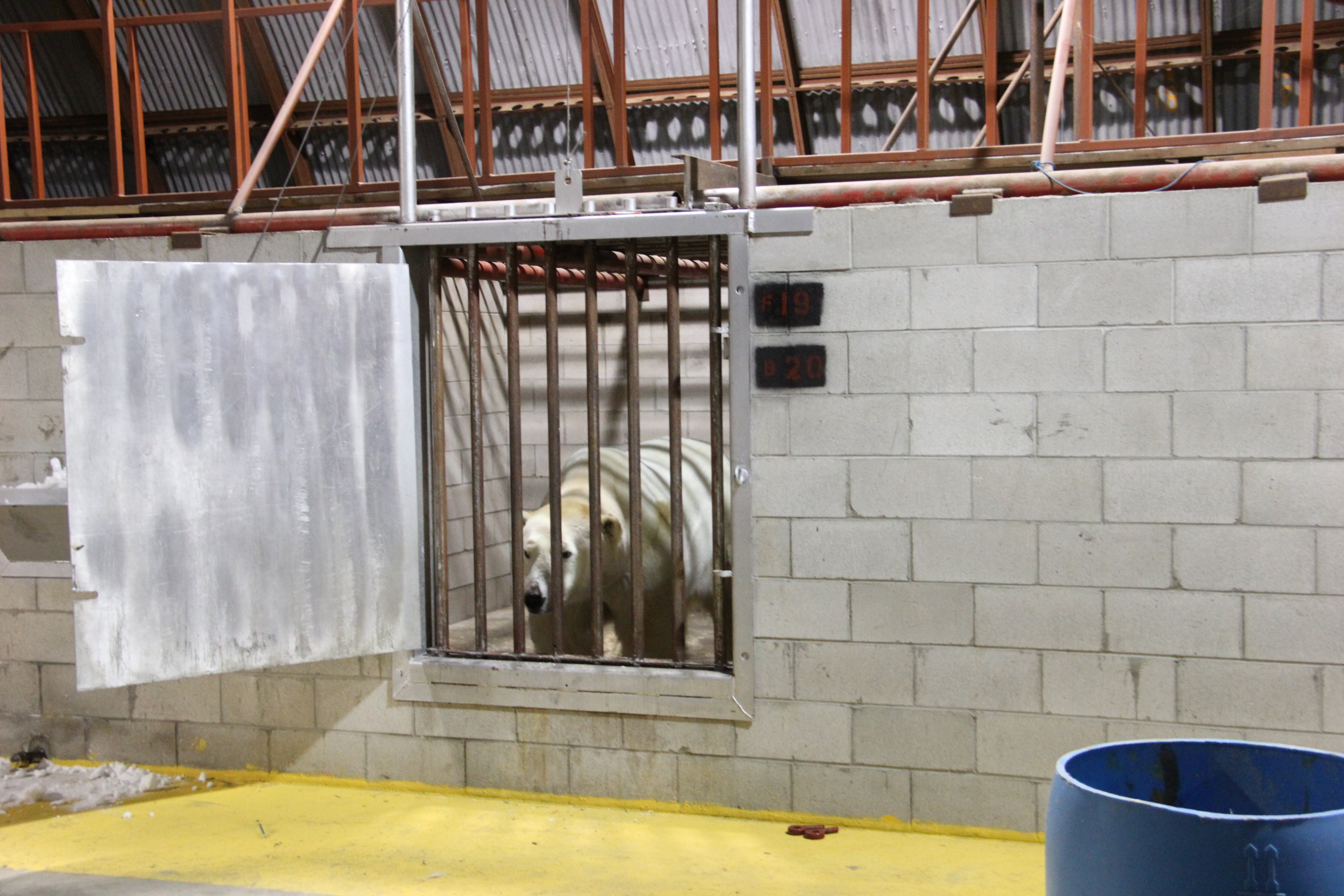"polar bear jail"