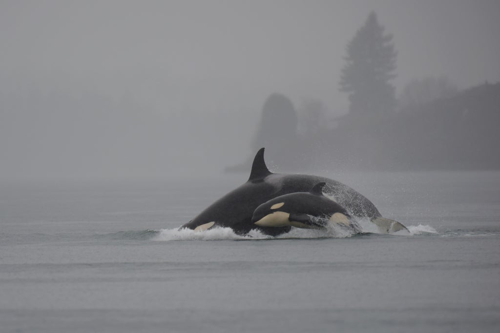 Orcas Spotted Near Shore in Hood Canal