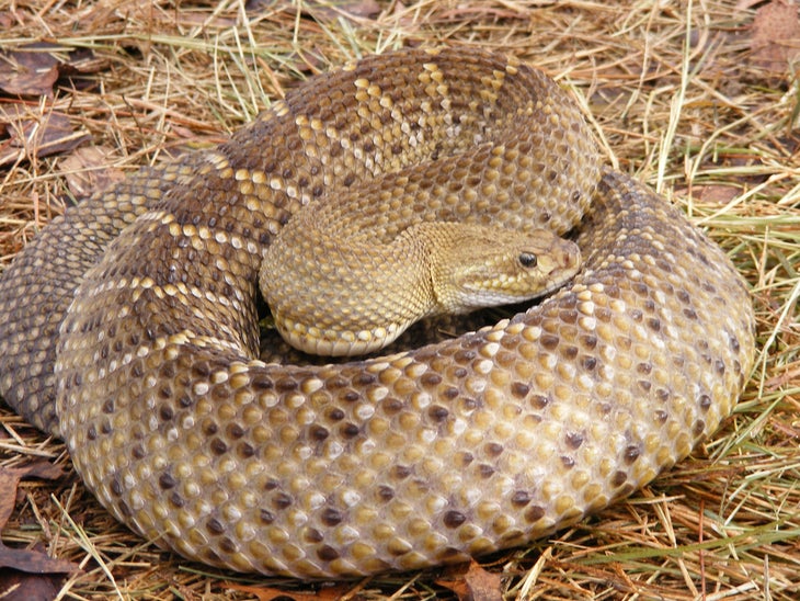 rattlesnake None