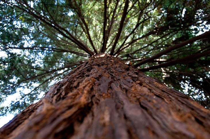 redwood None