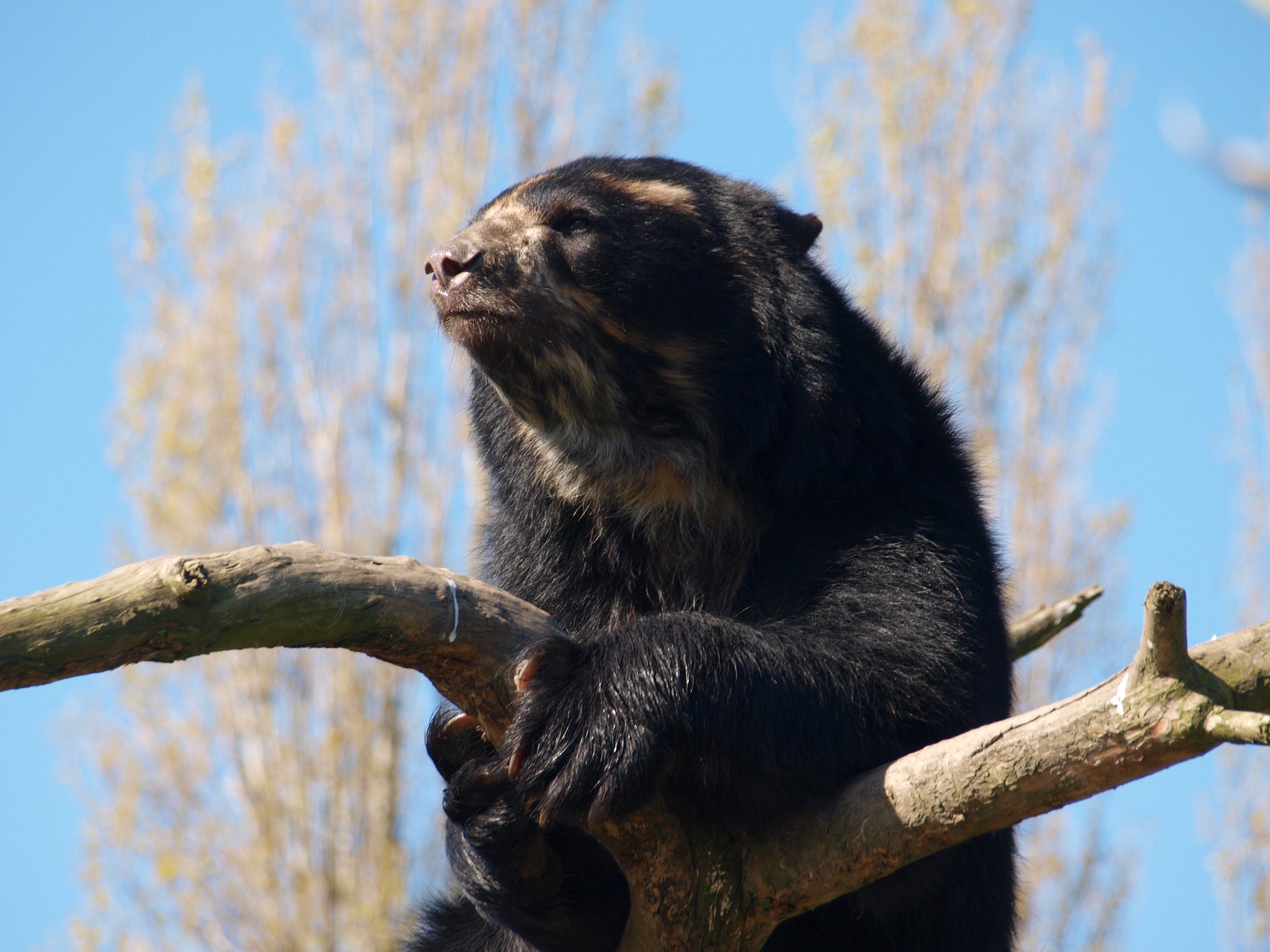 "Spectacled Bear"