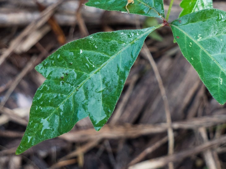 29818787026_e8690d6dd8_o Identifying and treating poison ivy