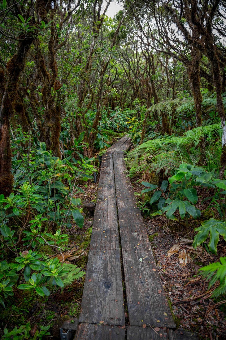 Alakai-Swamp-Trail-Kauai-web Alakai Swamp Trail Kauai Hike