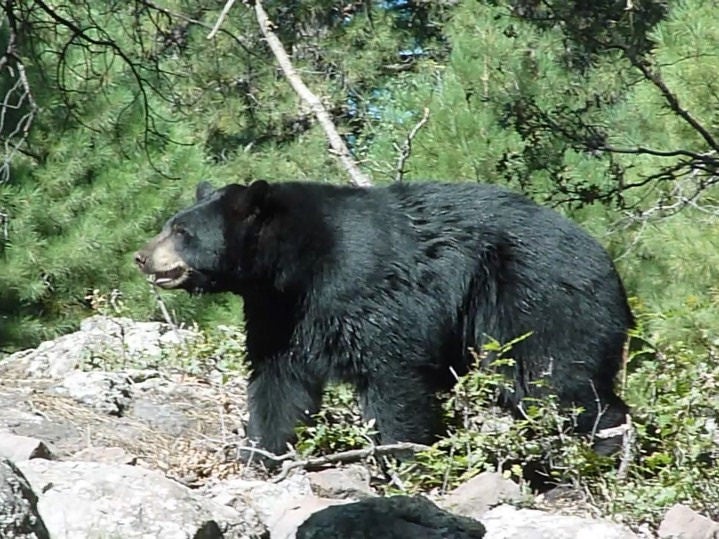 Black Bear Relocated from Mt. Lemmon