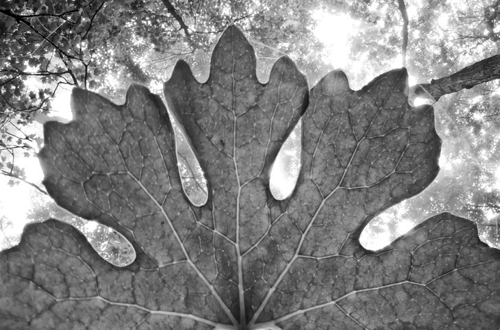 BP0618_BartSMITH_HolyokeMA8_gn bloodroot leaf