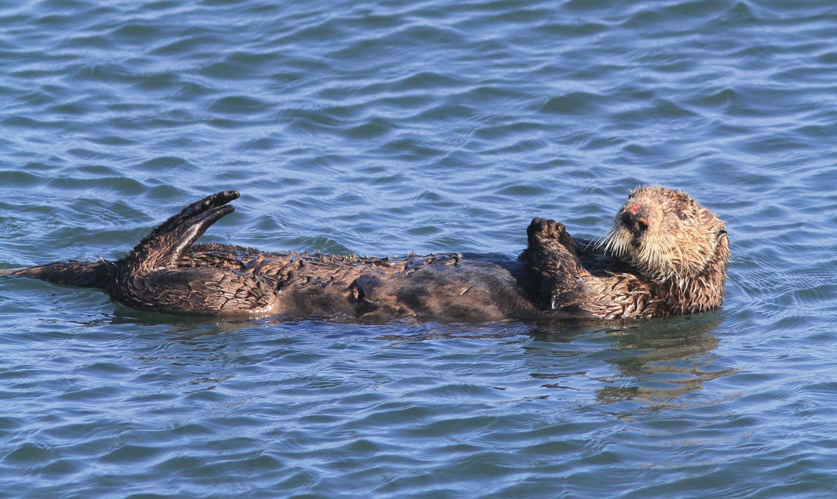 "Spy seals, otters, and whales on the Boucher Trail, California"