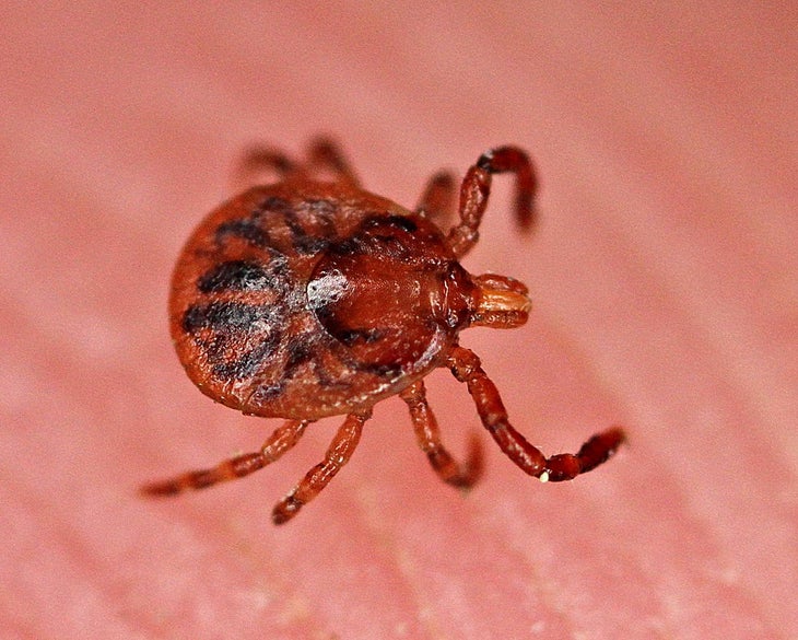 deer tick None
