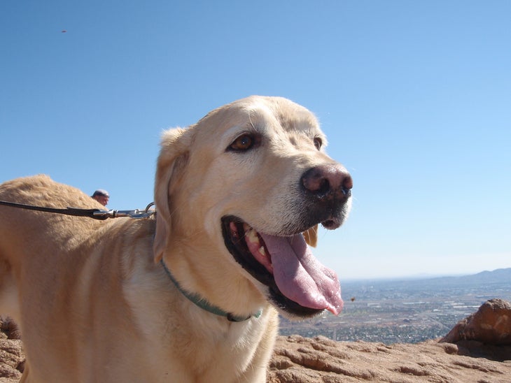 dog hiking phoenix None