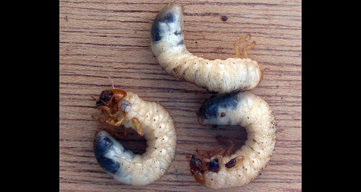 Grubs edible bugs - grubs