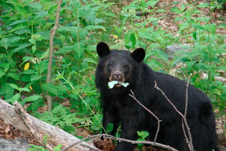shenandoah-bear black bear