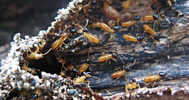 Termites edible bugs - termites