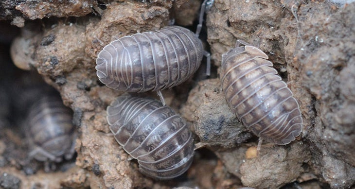 12 Edible Bugs That Are Safe To Eat And Could Help You Survive 12 Edible Bugs That Are Safe To Eat And Could Help You Survive