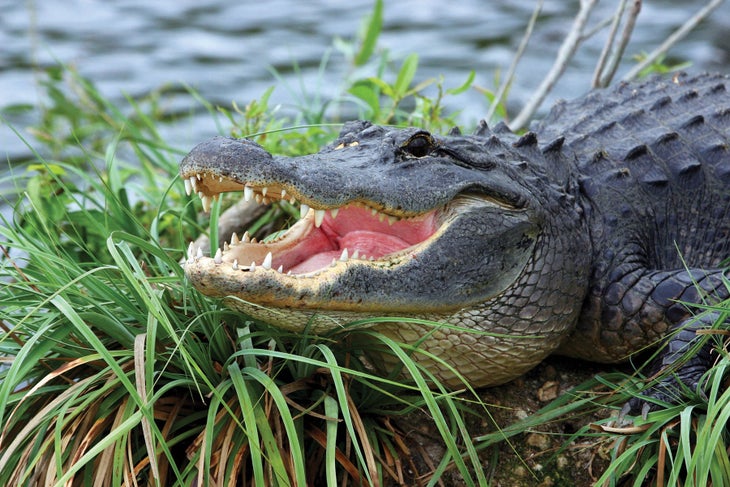 alligator_-national_parks Alligator
